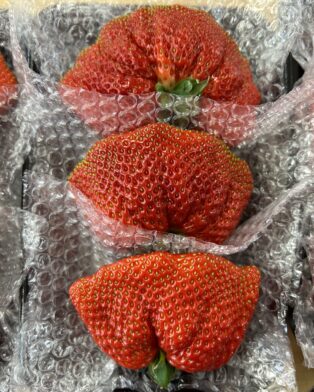 本日収穫沢山できました🍓
