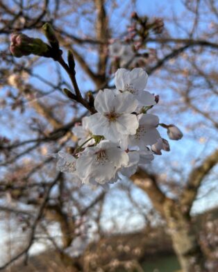 桜の開花