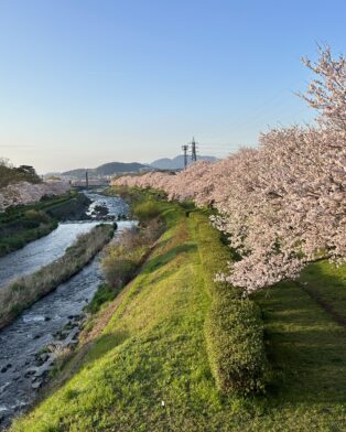 桜満開