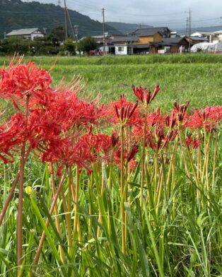 畑のお仕事と学校講演