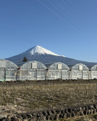 1番果と２番果の切れ目！