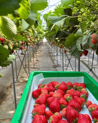 2024年6月2日 本日最終日🍓