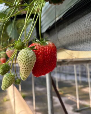 2番花の実がなり始めました
