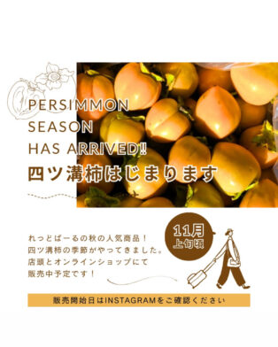 四つ溝柿始まりました。