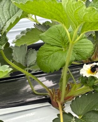 虫たちの協力！！