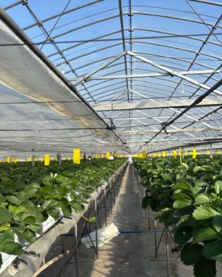 本日柿のみ販売します