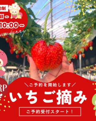 12月7日で18周年🍓スクラッチ配布・いちご摘み予約開始