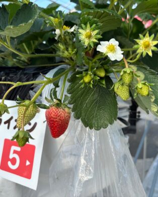 早く赤くなーーーーれ！！！！