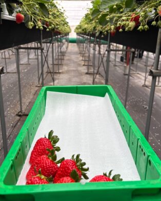 今日からいちご摘みスタート