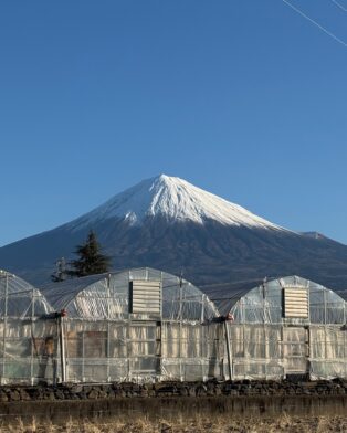 本日よりばら詰め販売開始します