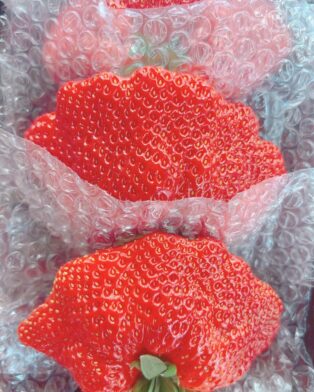 本日より生いちごデザート開始します