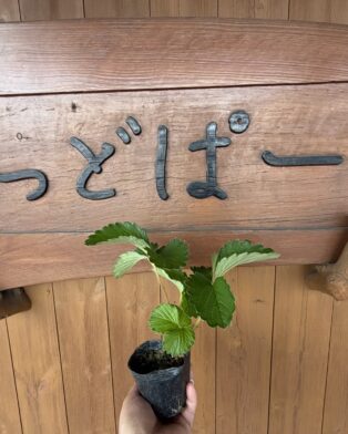 いちご苗🌱の販売開始です🍓