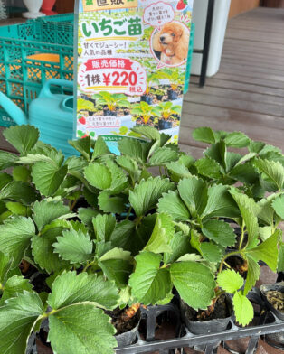 本日17時まで営業‼️